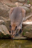 australie wallaby
