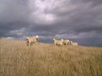 Nouvelle Zélande - Moutons