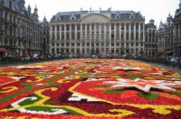 Belgique-Bruxelles-Tapis-fleurs19