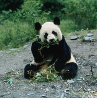 Grand panda2