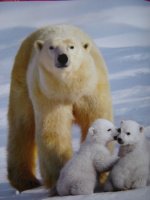 ourse polaire et ses petits5