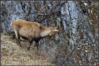 France - Alpes - bouquetin-des-alpes-capra-ibex