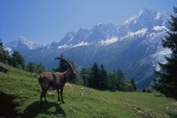 France - Alpes - Les Houches - parc-animalier