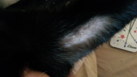 Mon Chat A Une Plaque Sans Poil Sur La Patte Mon Chat A Une Plaque Sans Poil Sur La Patte