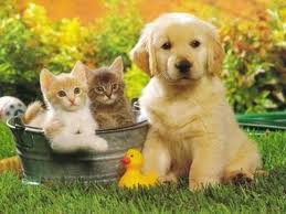 Bebes Chats Et Bebe Chien Pele Mele Sam250 Photos Club Doctissimo Bebes Chats Et Bebe Chien Pele Mele Sam250 Photos Club Doctissimo