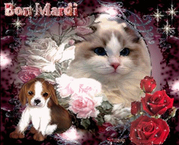 Bon Mardi Chien Et Chat Pele Mele Sam250 Photos Club Doctissimo Bon Mardi Chien Et Chat Pele Mele Sam250 Photos Club Doctissimo