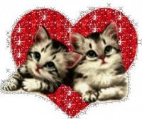 coeur et petits chats