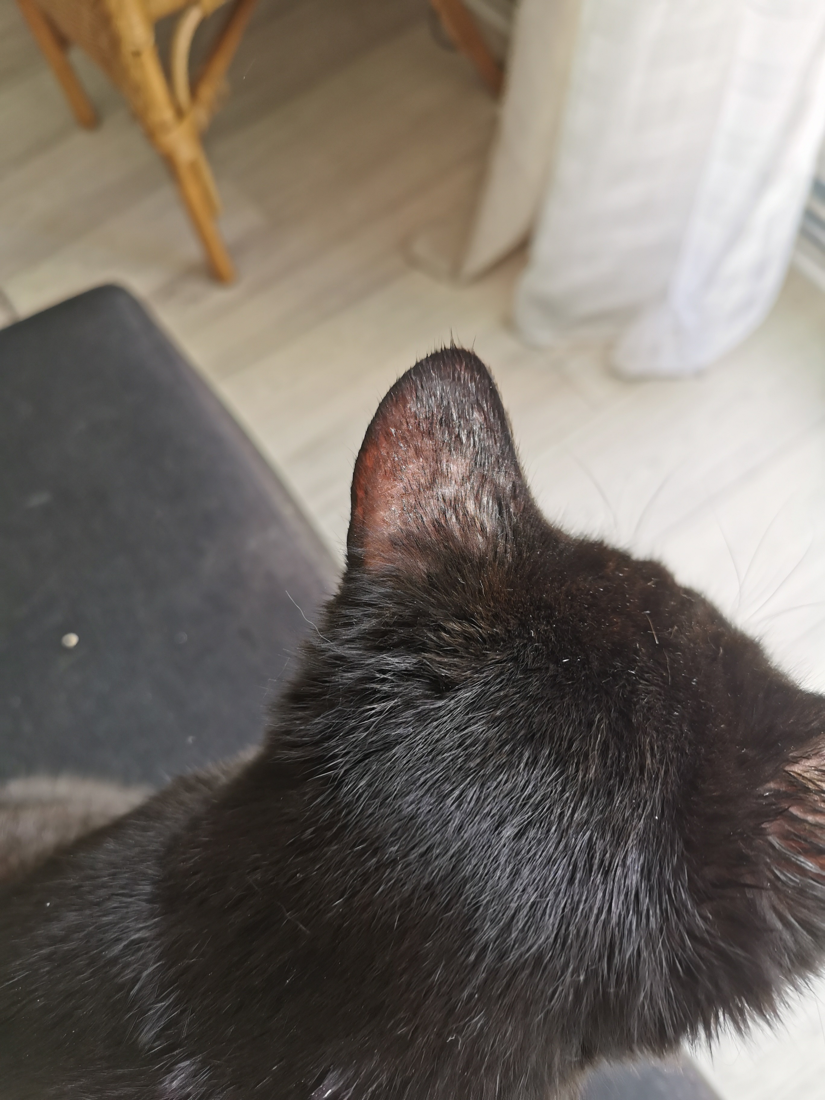 Teigne La Sante De Votre Chat Chats Forum Animaux Doctissimo Teigne La Sante De Votre Chat Chats Forum Animaux Doctissimo