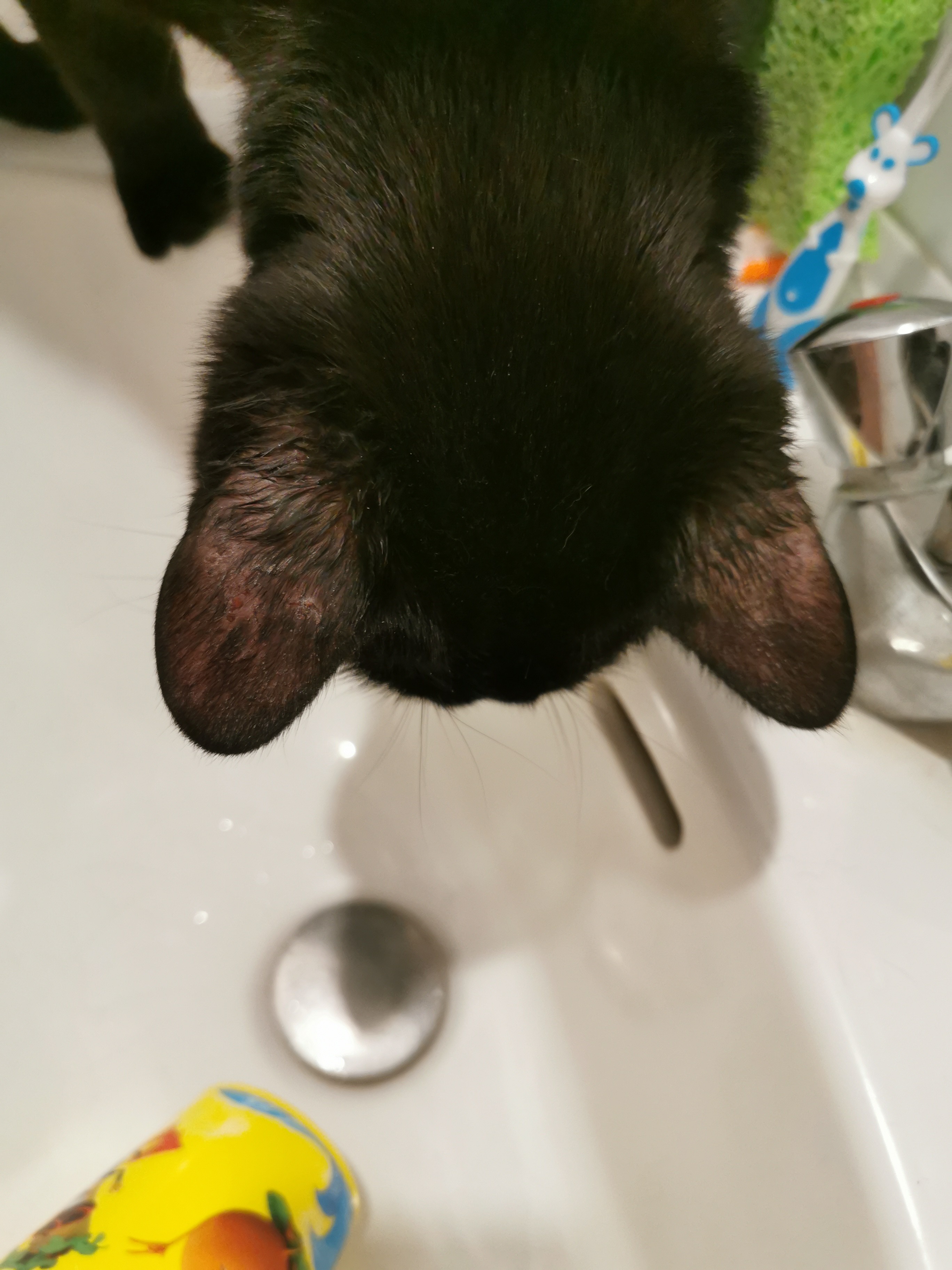 Teigne La Sante De Votre Chat Chats Forum Animaux Doctissimo Teigne La Sante De Votre Chat Chats Forum Animaux Doctissimo