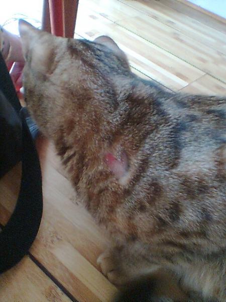 Mon Chat Se Mutile Je M Inquiete Medecine Veterinaire Forum Animaux Mon Chat Se Mutile Je M Inquiete Medecine Veterinaire Forum Animaux