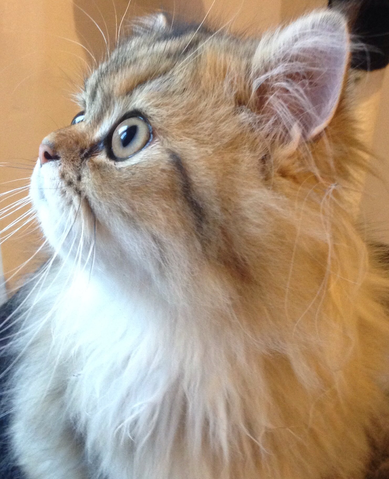 Persan Golden Chats Forum Animaux Doctissimo