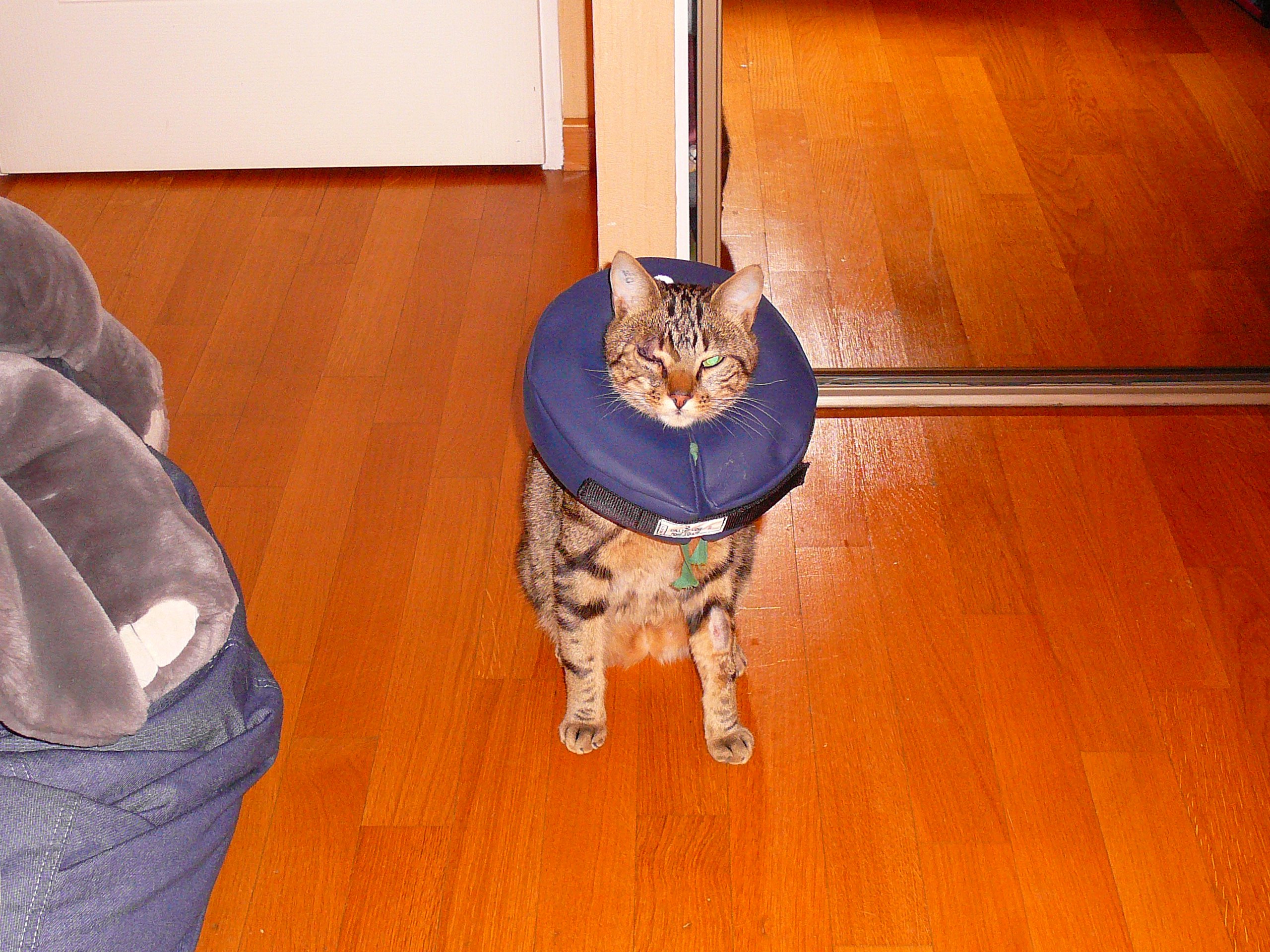 le collier lune chat le collier lune chat
