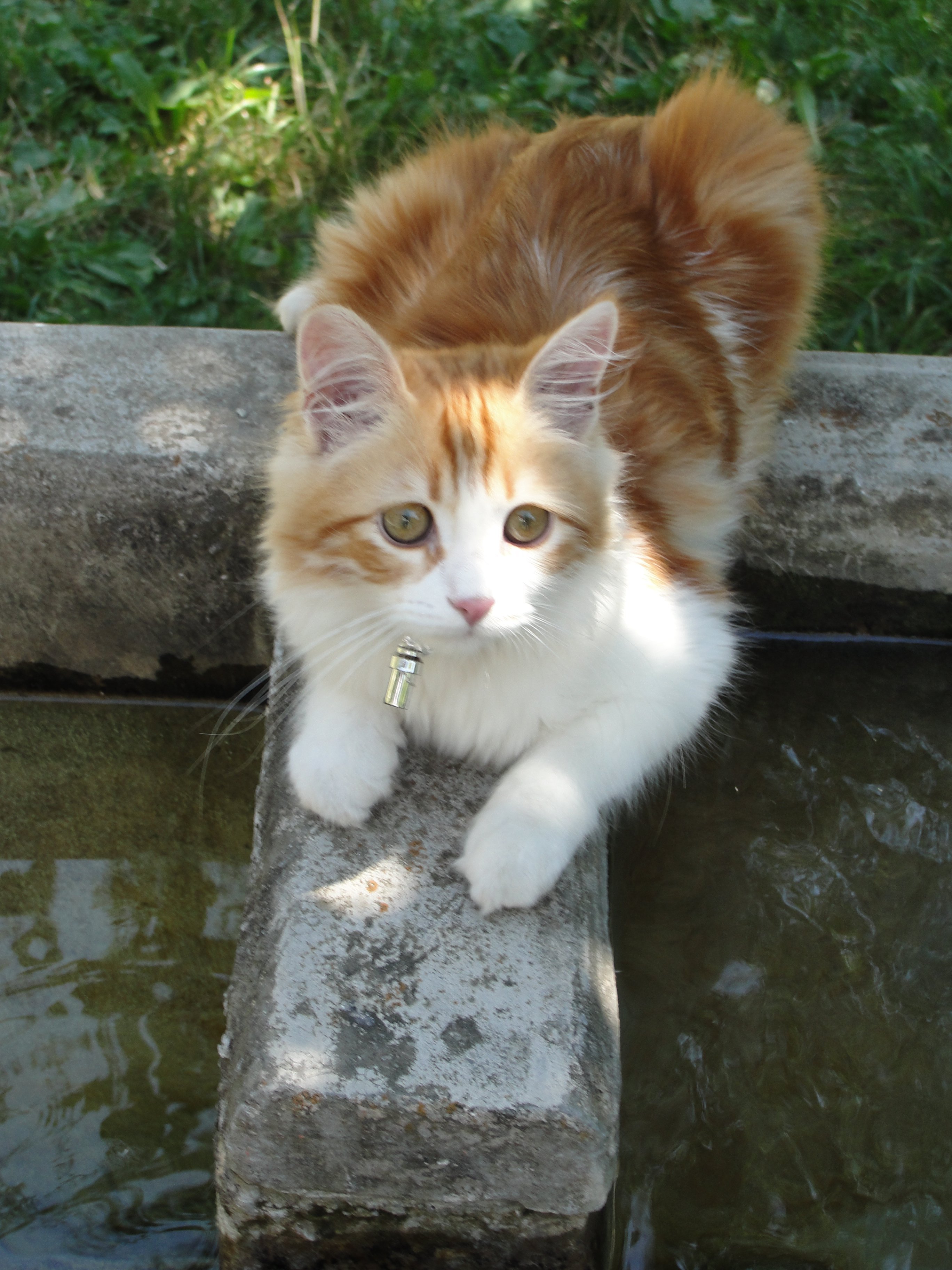 Mon Chaton Deviendra T Il Angora Chats Forum Animaux Mon Chaton Deviendra T Il Angora Chats Forum Animaux