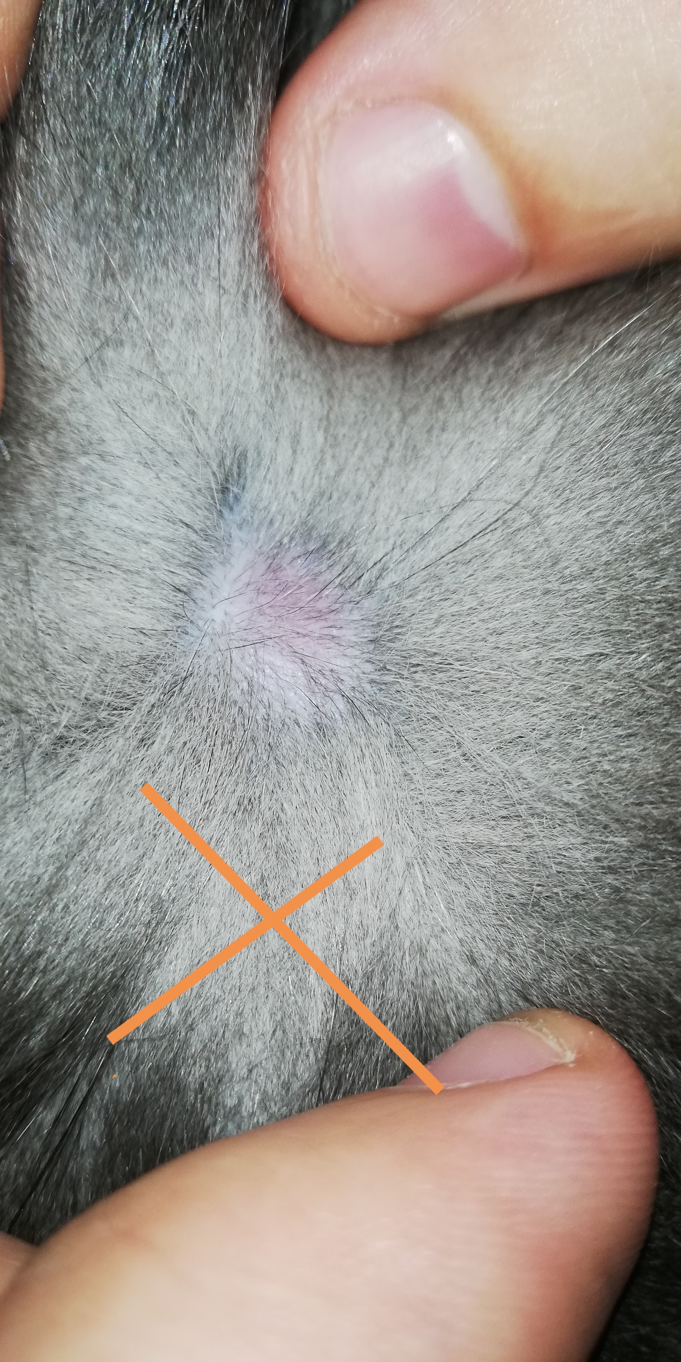 Mon Chat A Des Boules Sous La Peau La Sante De Votre Chat Chats Forum Animaux Doctissimo Mon Chat A Des Boules Sous La Peau La Sante De Votre Chat Chats Forum Animaux Doctissimo