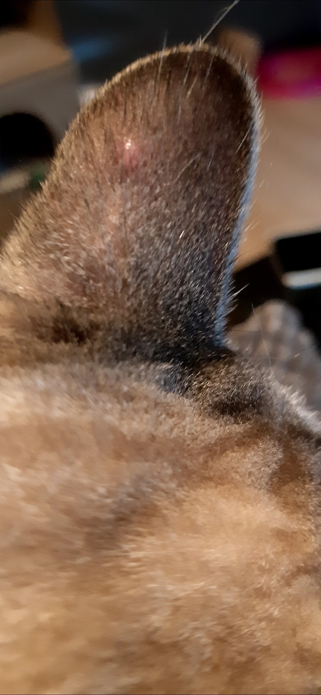 Bouton sur l'oreille de mon chat - La santé de votre chat - Chats