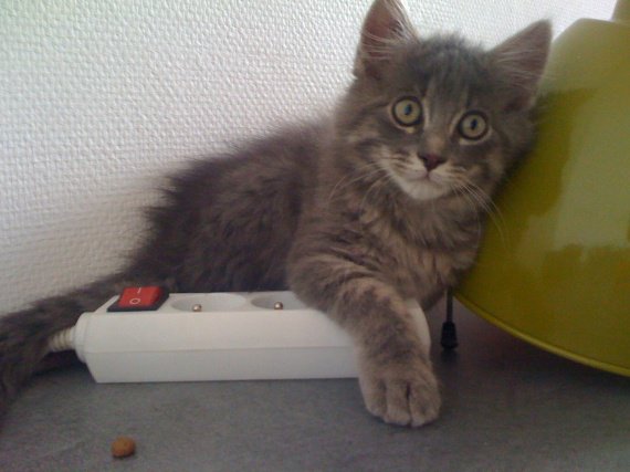 De Race Non Mais Croise Maine Coon Ou Pas