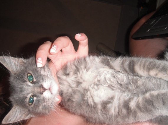 De Race Non Mais Croise Maine Coon Ou Pas