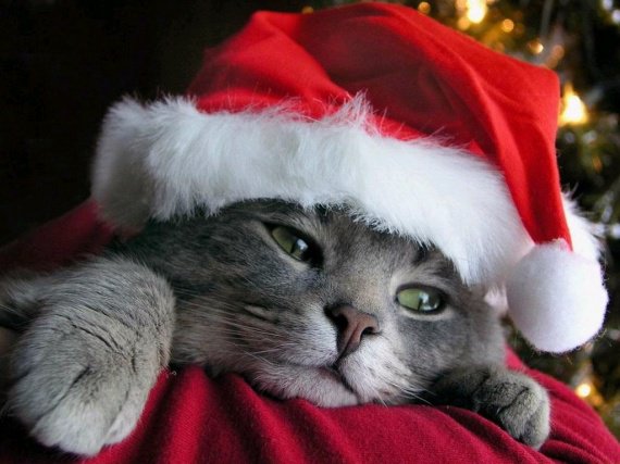 Fond Ecran Chat Fonds D Ecrans De Tout Genre Darlyne25 Photos Club Doctissimo Fond Ecran Chat Fonds D Ecrans De Tout Genre Darlyne25 Photos Club Doctissimo