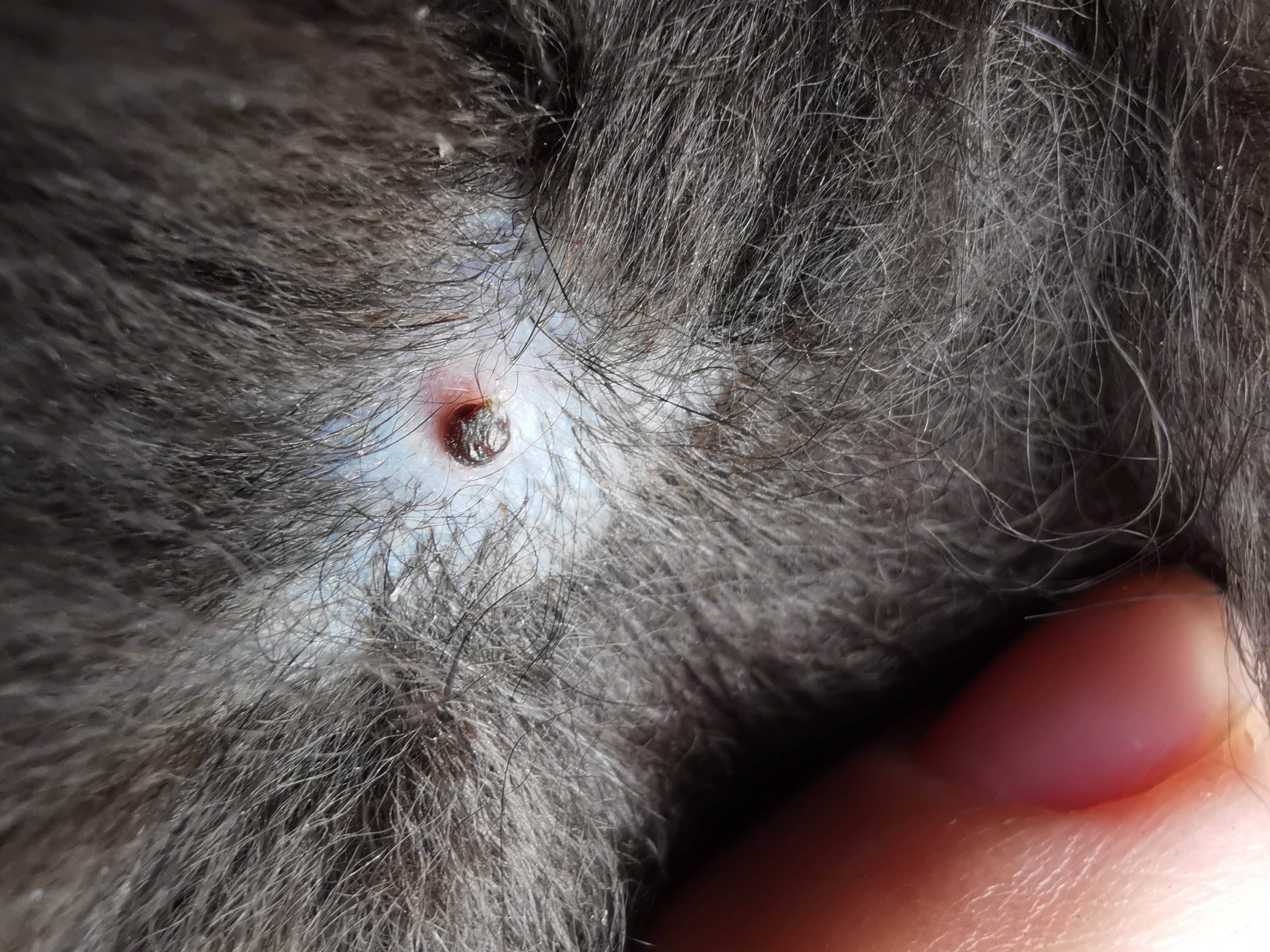 Une Boule Bizarre Dans La Peau De Mon Chien La Sante De Votre Chien Chiens Forum Animaux Doctissimo Une Boule Bizarre Dans La Peau De Mon Chien La Sante De Votre Chien Chiens Forum Animaux Doctissimo