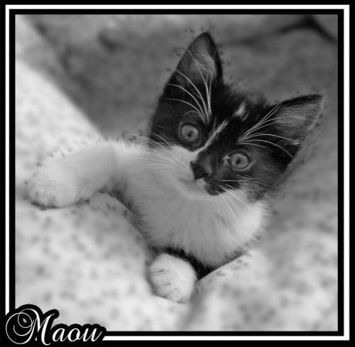 Ecaille De Tortue Sale Caractere Ecaille De Tortue Sale Caractere