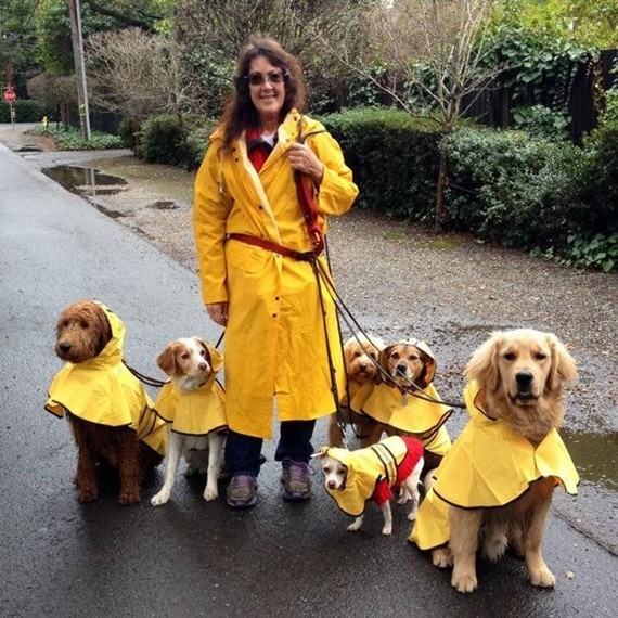 Dog  walker and dogs in raincoats