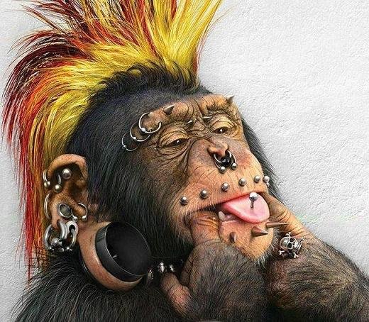 Humour Singe Aux Percings Images En Vrac Laureflo54 Photos Club Doctissimo Humour Singe Aux Percings Images En Vrac Laureflo54 Photos Club Doctissimo