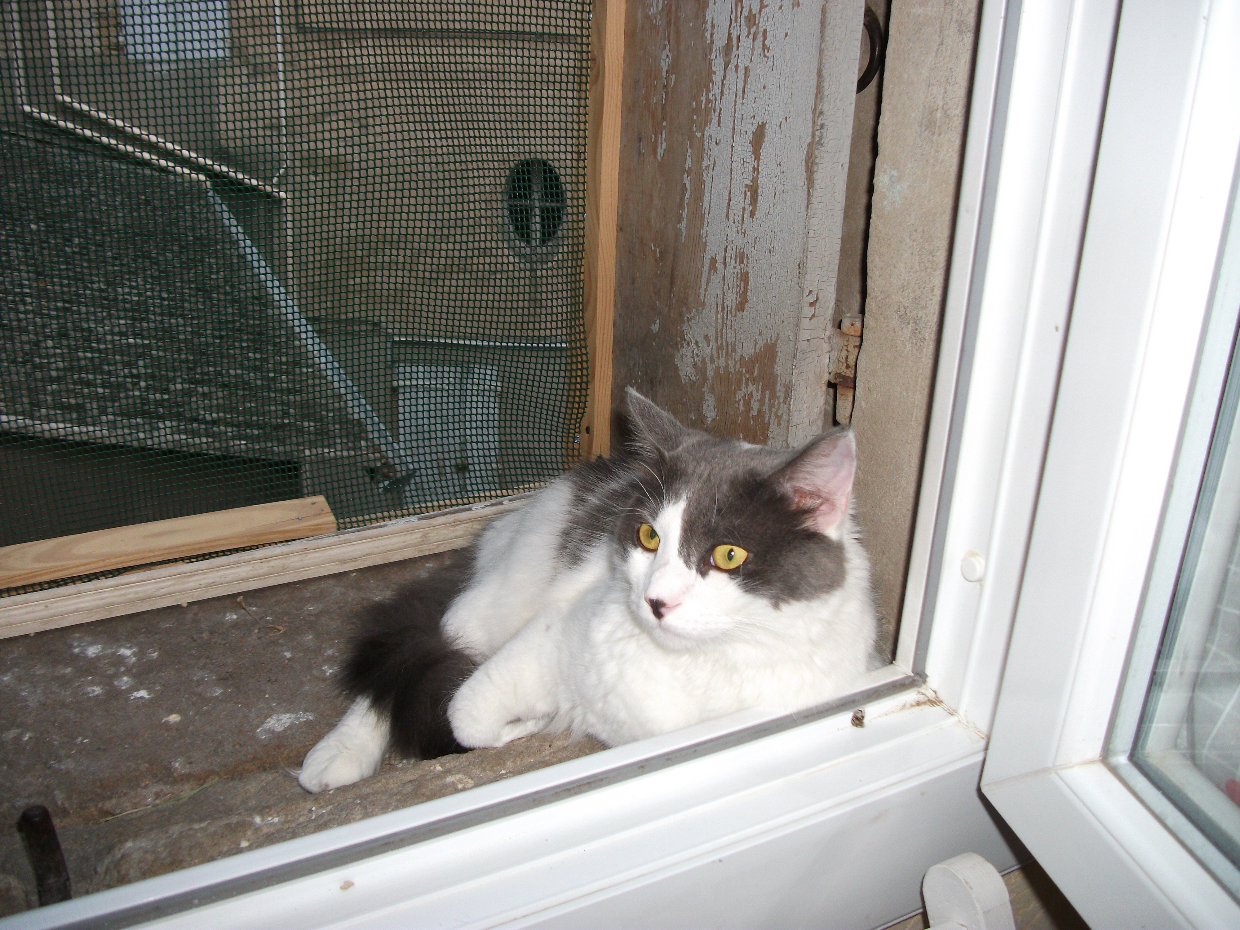 Protection Balcon Chat Leroy Merlin Gamboahinestrosa Protection Balcon Chat Leroy Merlin Gamboahinestrosa