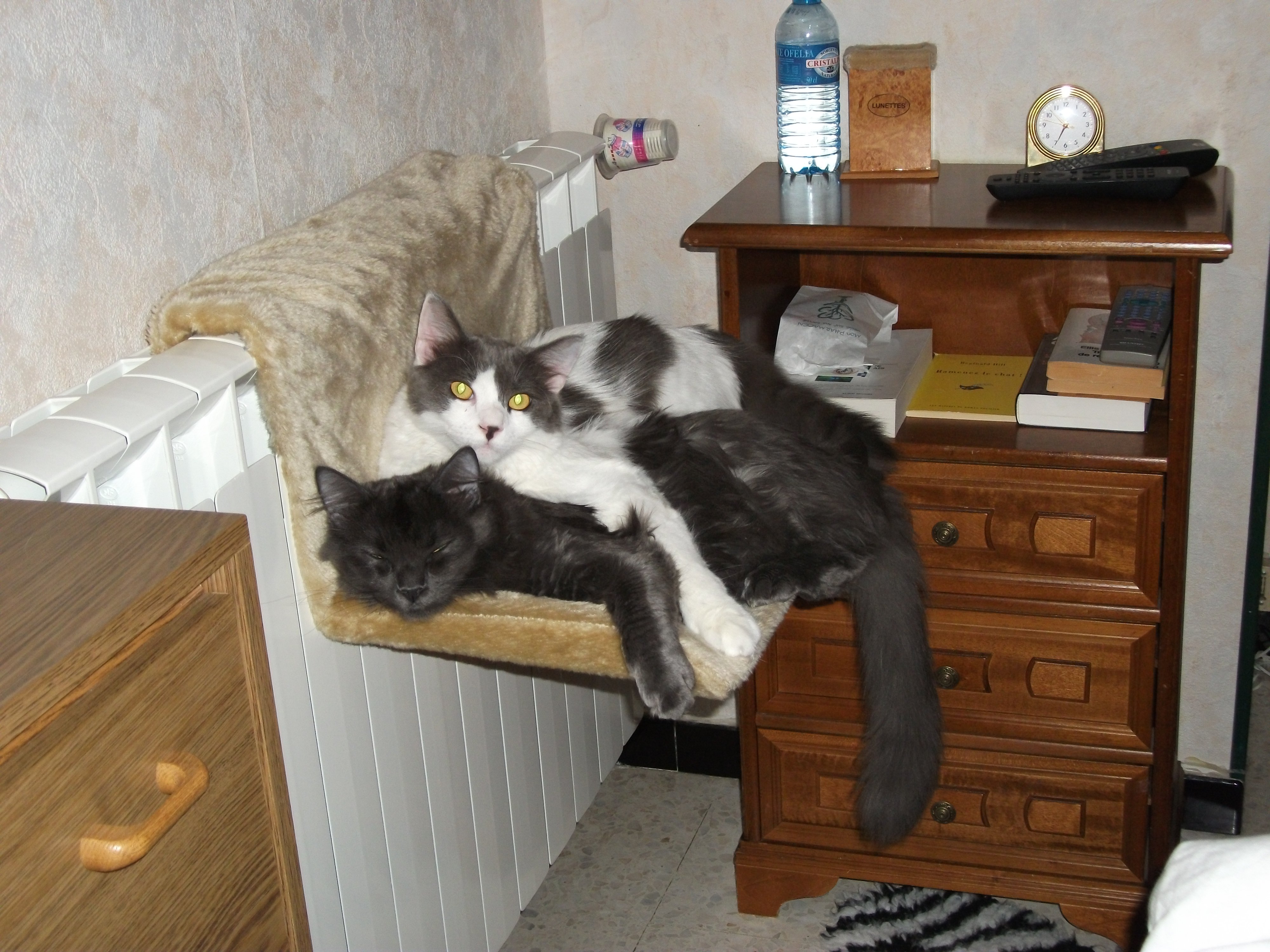 Hamac A Radiateur Et Radiateur Chats Forum Animaux Hamac A Radiateur Et Radiateur Chats Forum Animaux