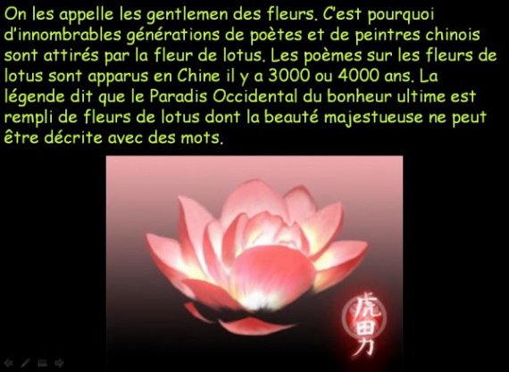La Fleur De Lotus Et La Position Du Lotus En Meditation Zenitude