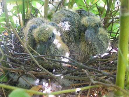 Nid De Pigeons Et Bebes Question Oiseaux Forum Animaux Doctissimo