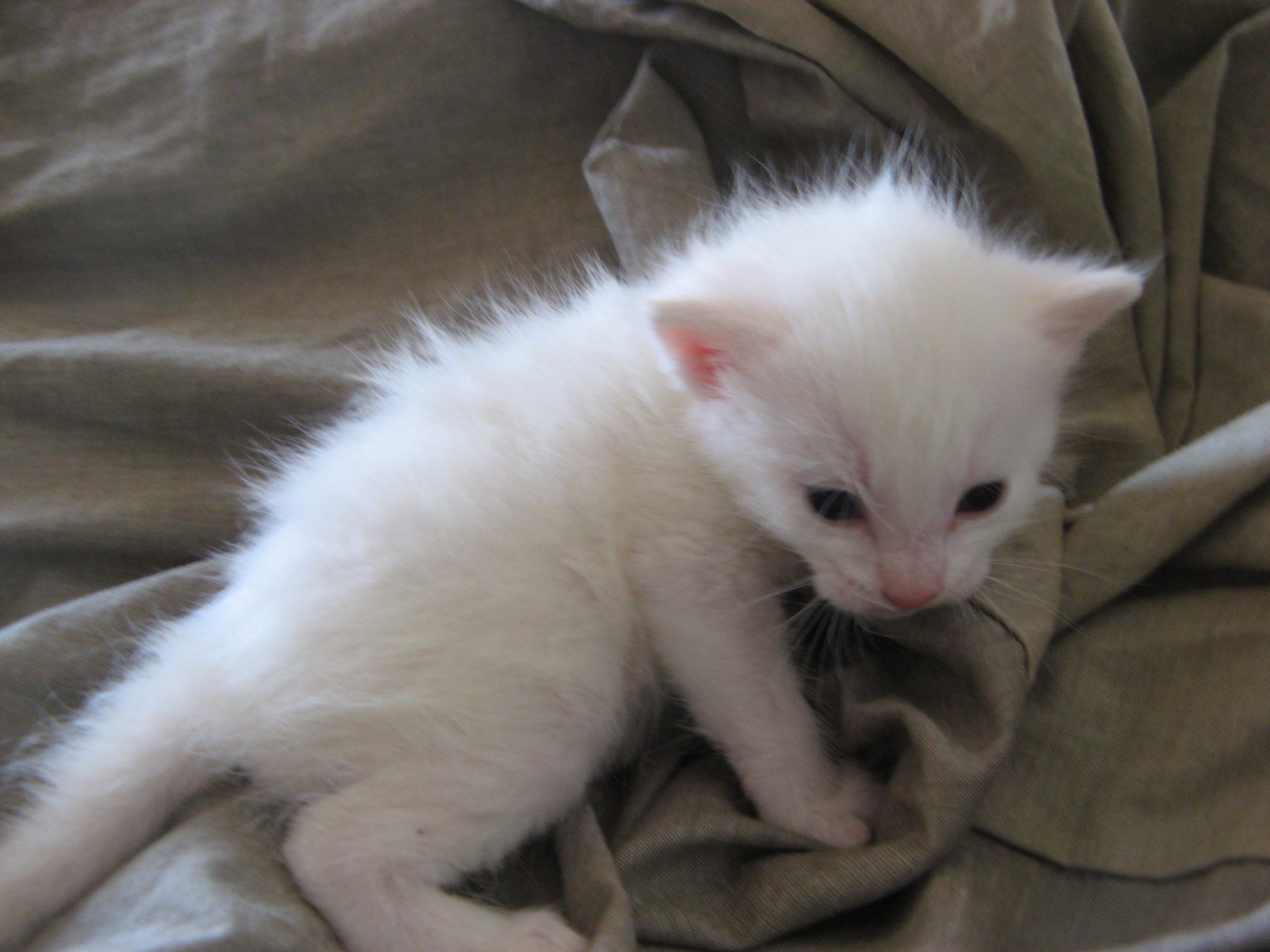 Petit Chaton Albinos Medecine Veterinaire Forum Animaux