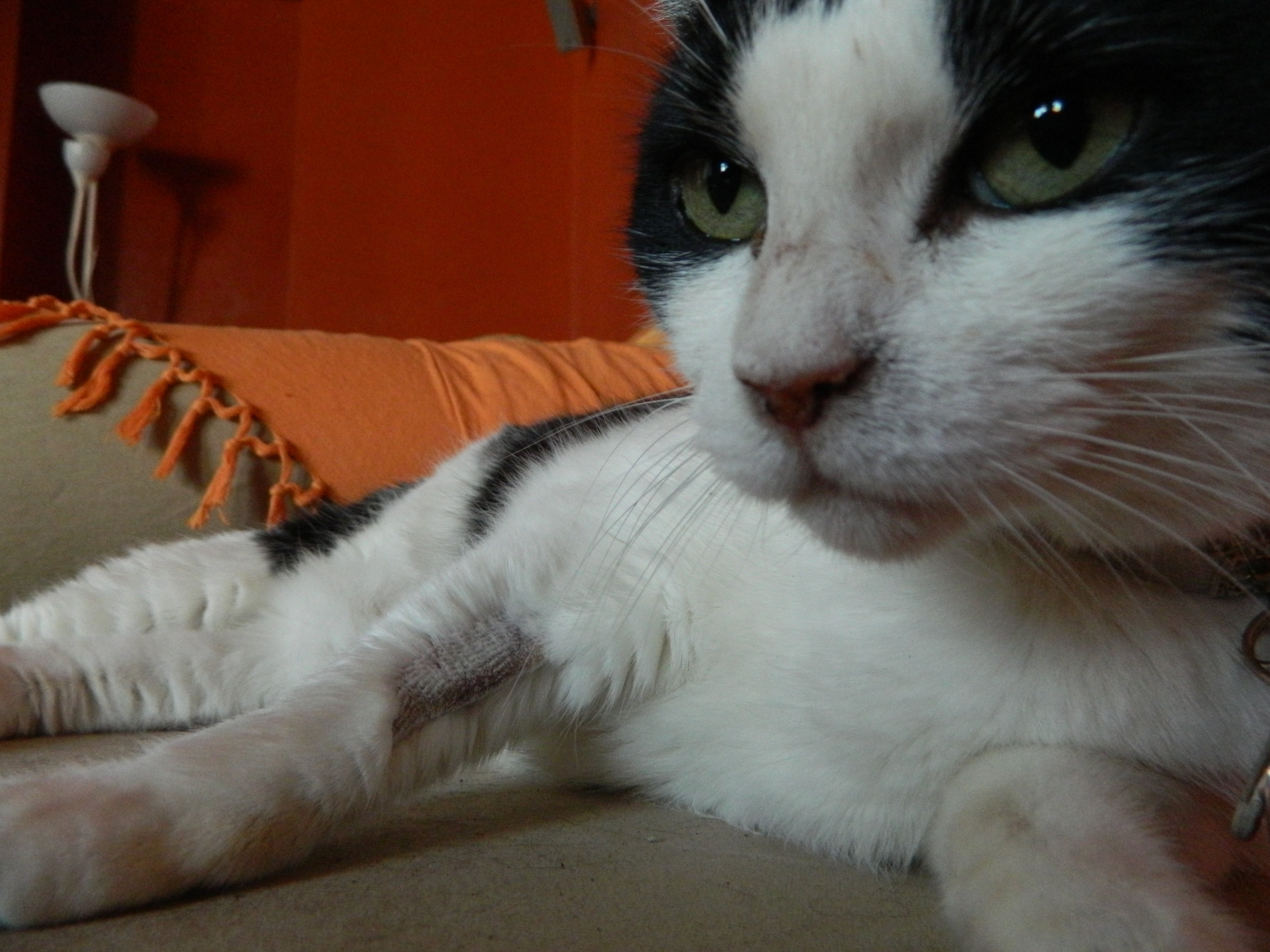 Ma Petite Kitty Ne Grossit Pas Et Ne Grandit Pas Chats Forum Animaux Doctissimo Ma Petite Kitty Ne Grossit Pas Et Ne Grandit Pas Chats Forum Animaux Doctissimo