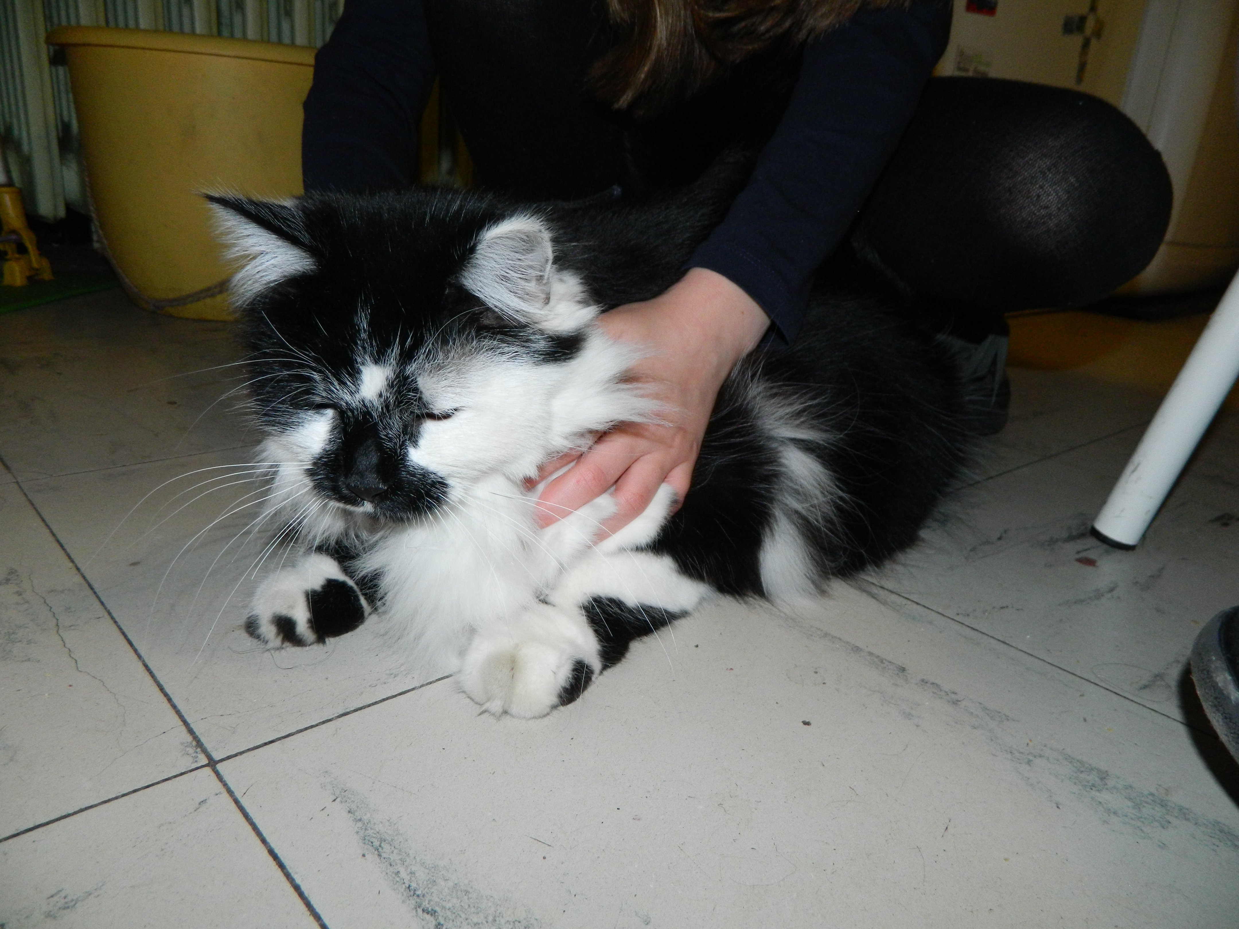 Ma Petite Kitty Ne Grossit Pas Et Ne Grandit Pas Chats Forum Animaux Doctissimo Ma Petite Kitty Ne Grossit Pas Et Ne Grandit Pas Chats Forum Animaux Doctissimo