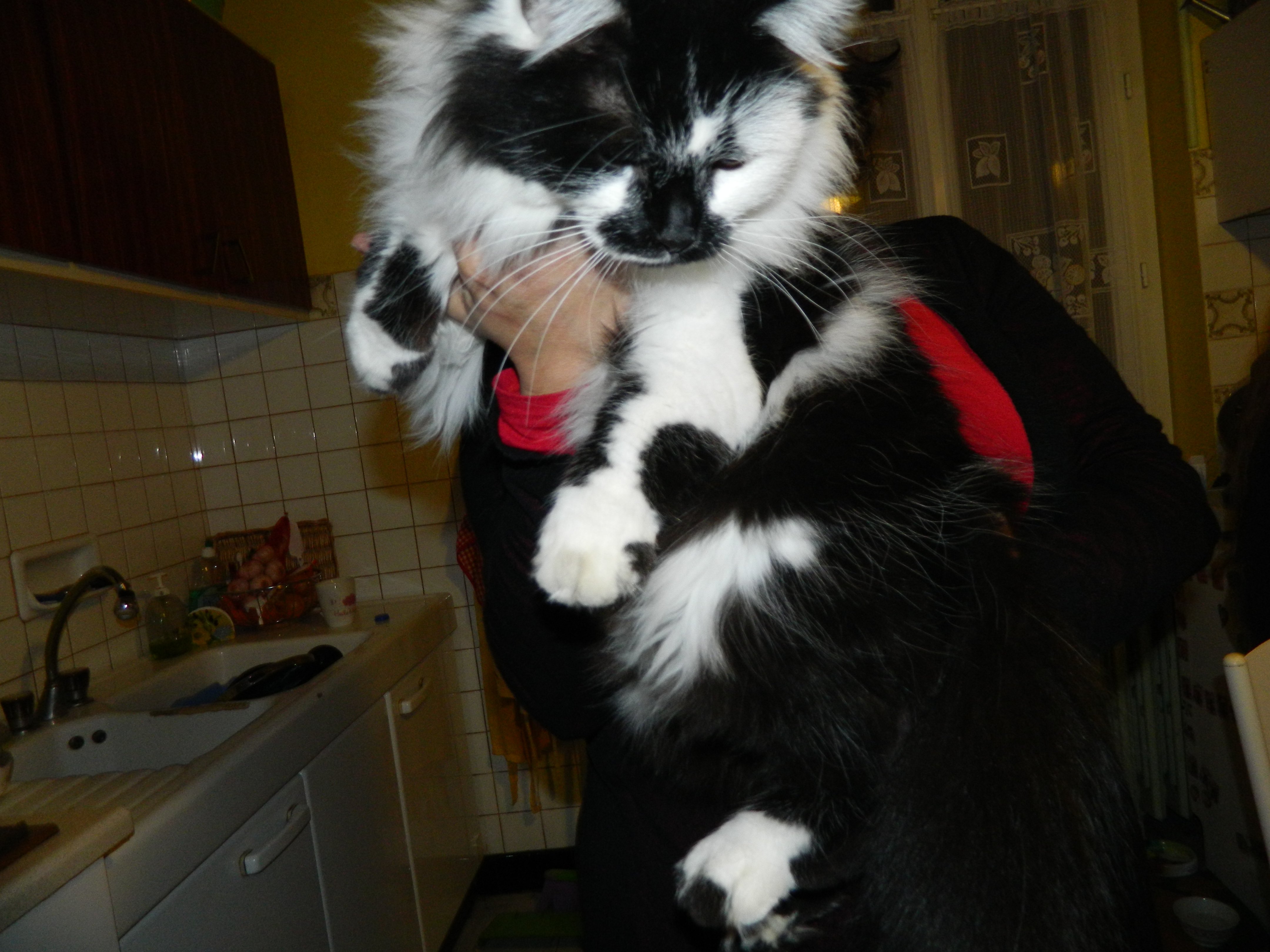 Ma Petite Kitty Ne Grossit Pas Et Ne Grandit Pas Chats Forum Animaux Doctissimo Ma Petite Kitty Ne Grossit Pas Et Ne Grandit Pas Chats Forum Animaux Doctissimo