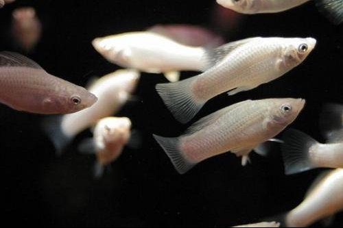 Bebe Molly Ou Guppy Bebe Molly Ou Guppy