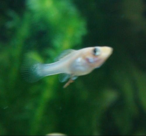 Bebe Molly Ou Guppy Bebe Molly Ou Guppy