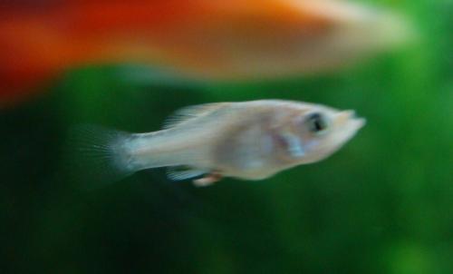 Bebe Molly Ou Guppy Aquariums Et Vivariums Forum Animaux Doctissimo