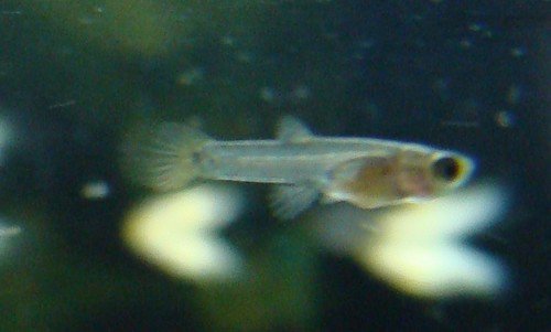 Bebe Molly Ou Guppy Aquariums Et Vivariums Forum Animaux Doctissimo