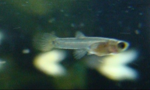 Bebe Molly Ou Guppy Aquariums Et Vivariums Forum Animaux Doctissimo Bebe Molly Ou Guppy Aquariums Et Vivariums Forum Animaux Doctissimo