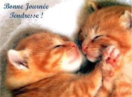 chat tendresse