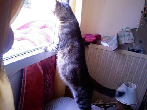 Comment Savoir Les Signe Qu A Un Chatte Qui Va Bientot Mettre Bas Medecine Veterinaire Forum Animaux Doctissimo Comment Savoir Les Signe Qu A Un Chatte Qui Va Bientot Mettre Bas Medecine Veterinaire Forum Animaux Doctissimo