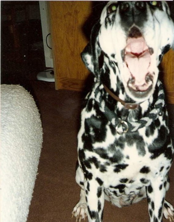 Dans Quel Pays Peut On Couper Les Oreilles Des Chiens chien de garde, de défence, de protection - Page : 2 - Chiens - FORUM