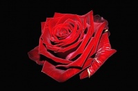 rose-rouge-fond-noir-fleurs--60b862T650-copie-1