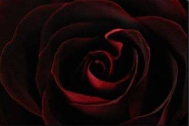 rose-rouge_noire