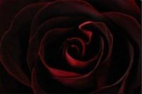 rose-rouge_noire