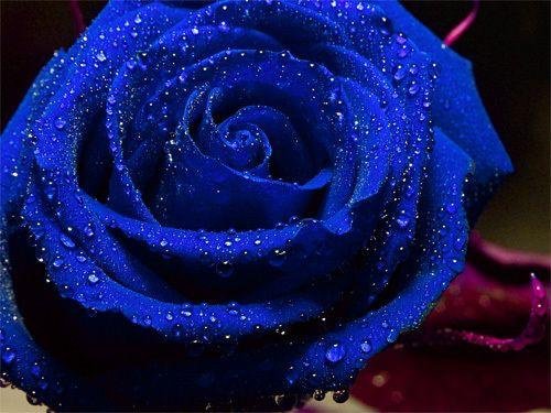 les-roses-bleues_1550145-L