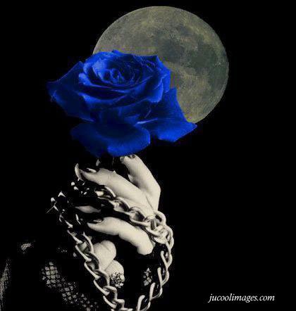 blue_rose_02