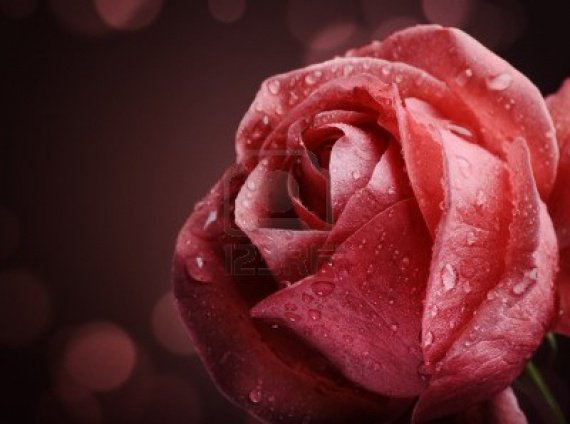 16478778-belle-rose-rose-sur-fond-noir