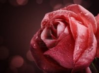 16478778-belle-rose-rose-sur-fond-noir