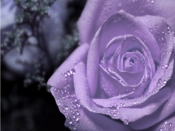 Magnificent-Purple-Roses-roses-34611049-1024-768